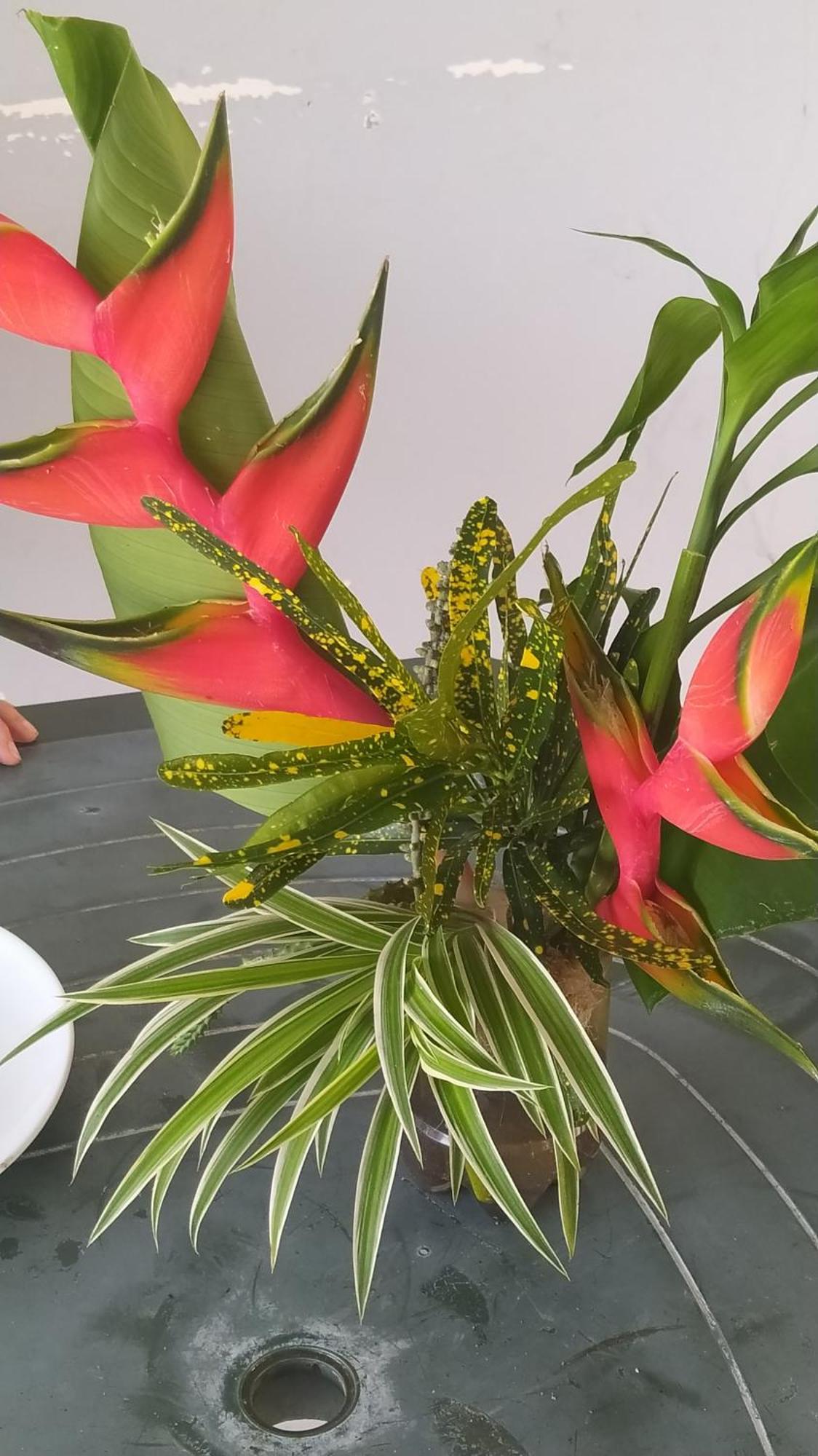 Studio Hibiscus 圣安娜 外观 照片